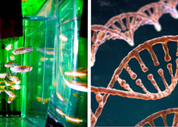 Sretan DNK dan: 11 činjenica o genetskom inženjeringu i njegovoj bitnosti