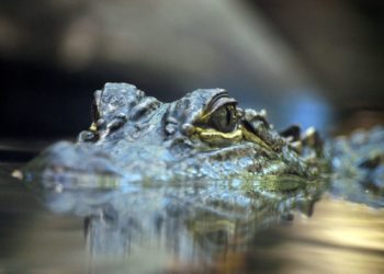 Zašto pravi lideri nikada ne krive druge ljude (ili okolnosti)