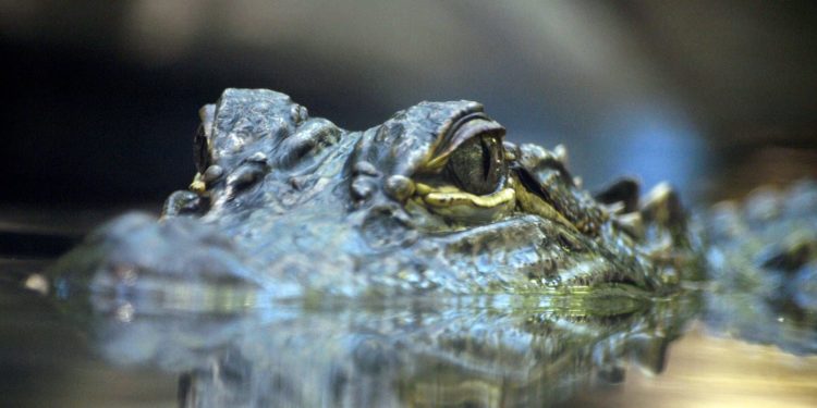 Zašto pravi lideri nikada ne krive druge ljude (ili okolnosti)