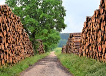 Drvna i industrija namještaja: Šume i obaveza brige o izvoru kisika u Evropi