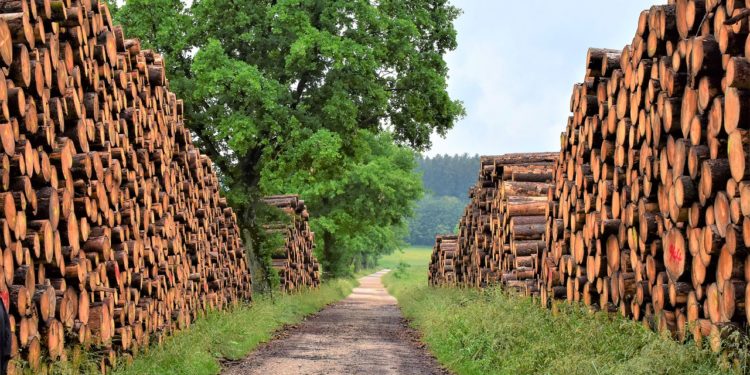 Drvna i industrija namještaja: Šume i obaveza brige o izvoru kisika u Evropi
