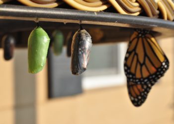 Šta zapravo znači imati „razvojni mindset“