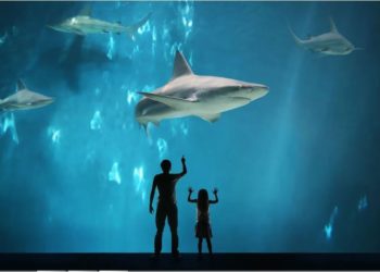 Radoznalost: Zapostavljena osobina koja pokreće uspjeh