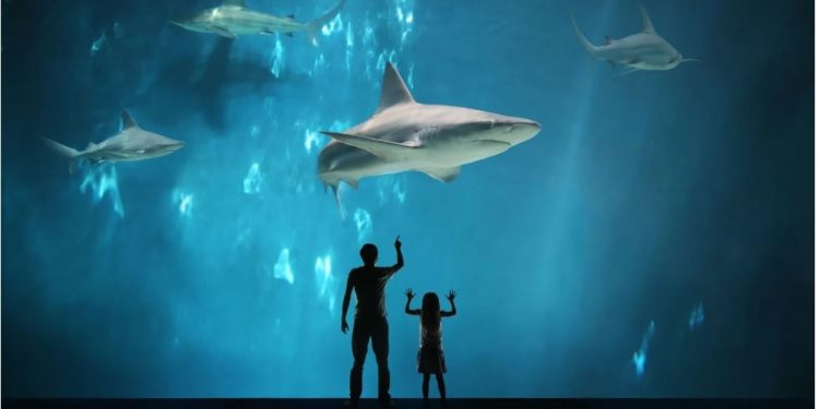 Radoznalost: Zapostavljena osobina koja pokreće uspjeh