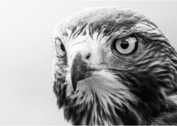 Jeste li mikromenadžer? Ili samo radite za jednog? Evo 5 načina da to saznate