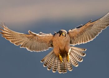 Kako da proizvođači iskoriste tehnološku industriju?