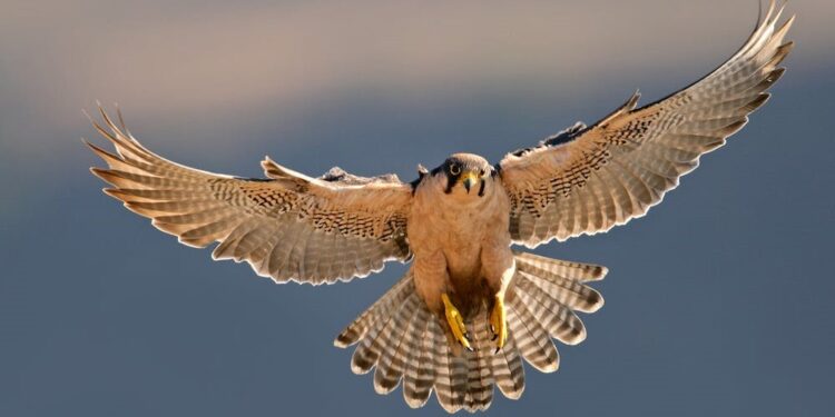 Kako da proizvođači iskoriste tehnološku industriju?