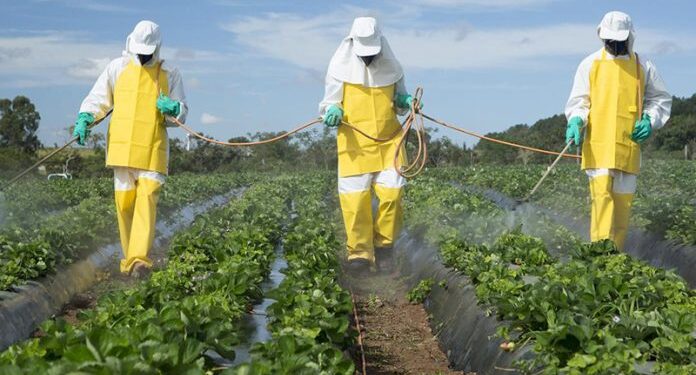 Šta jedu Bosanci i Hercegovci?