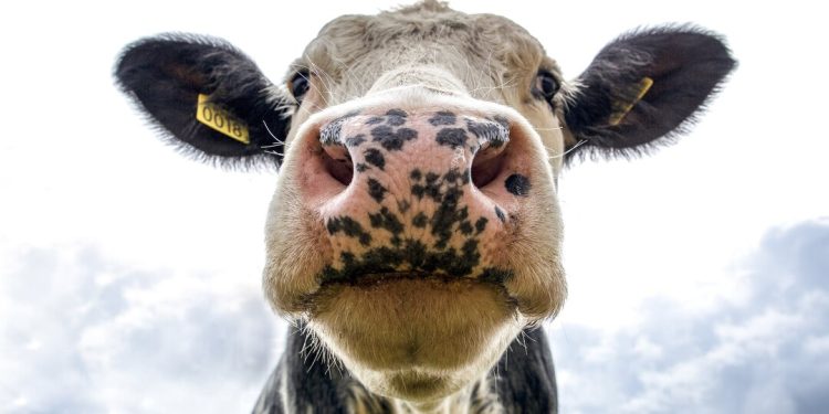 Je l’ se otelila Perova?