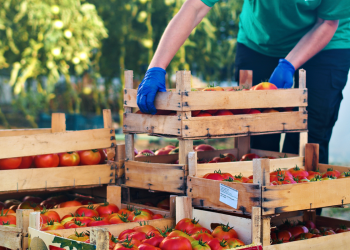 Bingo Farma: Lider u proizvodnji svježe i kvalitetne domaće hrane
